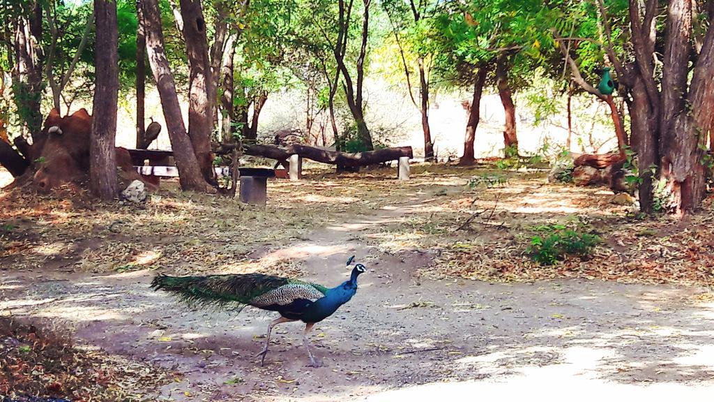 Pelican View Cottages Kataragama Dış mekan fotoğraf